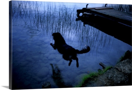 a-dog-jumping-into-lake-banyoles,1942676