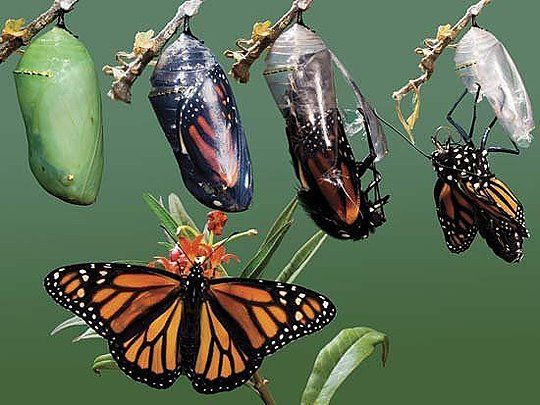 fefee4102174163b883bf07c3f9246c5--butterfly-cocoon-monarch-butterfly