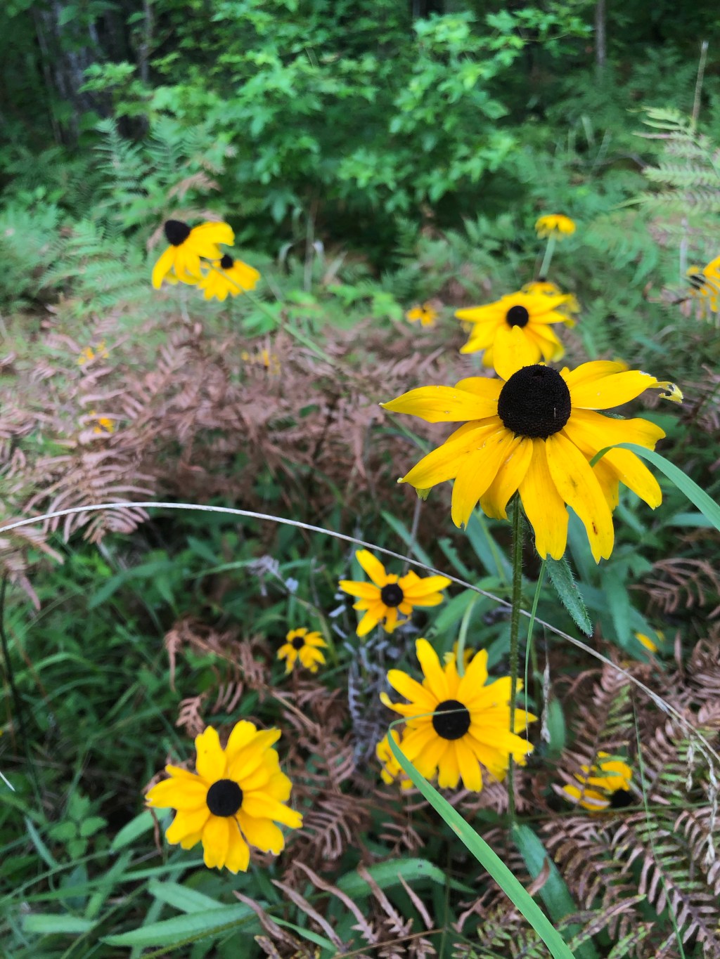 TuesDayNewsDay Vol 2, Issue 12 ~ September 15, 2020